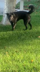 Found/Stray Male Dog last seen Near via arnedo Temecula, CA 92592, Temecula, CA 92592