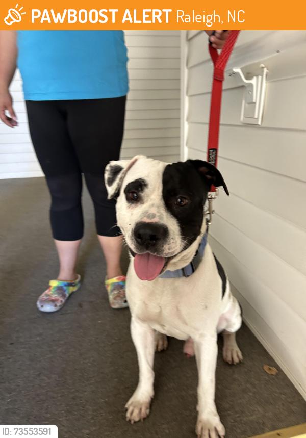 Found/Stray Male Dog last seen Autumn Pointe Apts off Coxindale and Gresham Lake, Raleigh, NC 27615