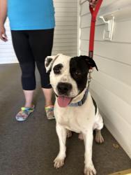Found/Stray Male Dog last seen Autumn Pointe Apts off Coxindale and Gresham Lake, Raleigh, NC 27615