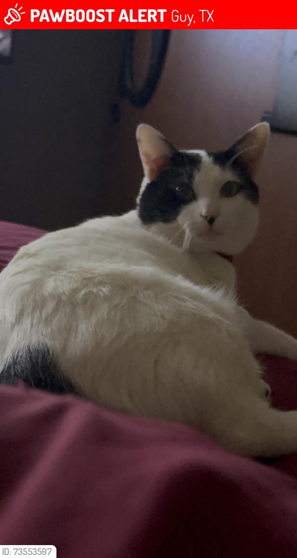 Lost Male Cat last seen Guy food mart; Horton road guy tx, Guy, TX 77444
