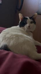 Lost Male Cat last seen Guy food mart; Horton road guy tx, Guy, TX 77444