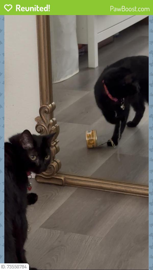 Reunited Female Cat last seen Nicholas drive, Virginia Lane, Concord, CA 94520