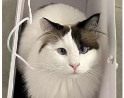 Lost Unknown Cat last seen Near Ridgecrest Ct, Diamond Bar, CA 91765, Diamond Bar, CA 91765