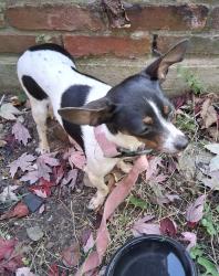 Found/Stray Female Dog last seen 71st & Grandview Drive, Indianapolis, IN 46260