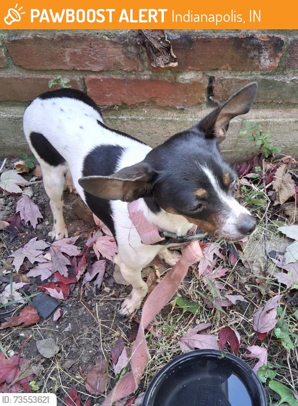 Found/Stray Female Dog last seen 71st & Grandview Drive, Indianapolis, IN 46260