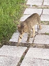 Found/Stray Male Cat last seen Rainbow lakes blvd, SW Bluegill Rd,  34431