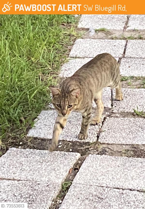 Found/Stray Male Cat last seen Rainbow lakes blvd, SW Bluegill Rd,  34431