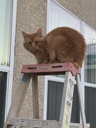 Lost Male Cat last seen Washington and rancho, Las Vegas, NV 89106