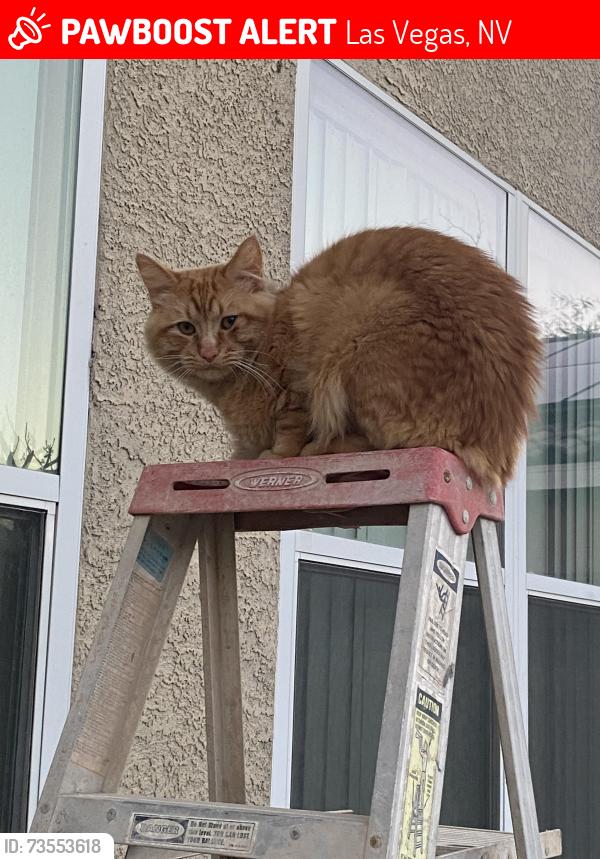Lost Male Cat last seen Washington and rancho, Las Vegas, NV 89106