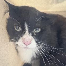 Shelter Stray Male Cat last seen , 2608 Center St, Tacoma, WA 98409, USA