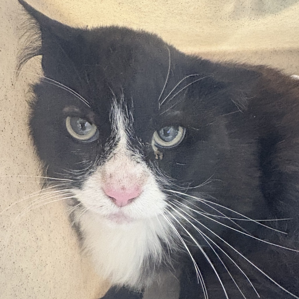 Shelter Stray Male Cat last seen , 2608 Center St, Tacoma, WA 98409, USA