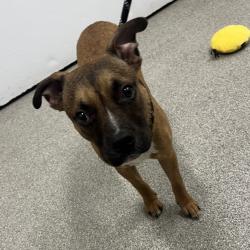Shelter Stray Male Dog last seen , 21800 Central Ave, Matteson, IL 60443, USA