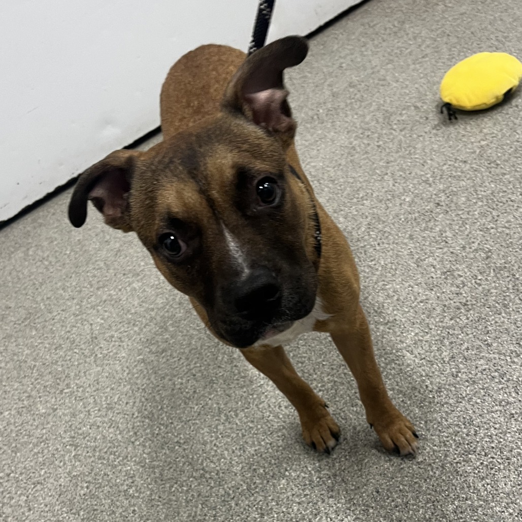 Shelter Stray Male Dog last seen , 21800 Central Ave, Matteson, IL 60443, USA
