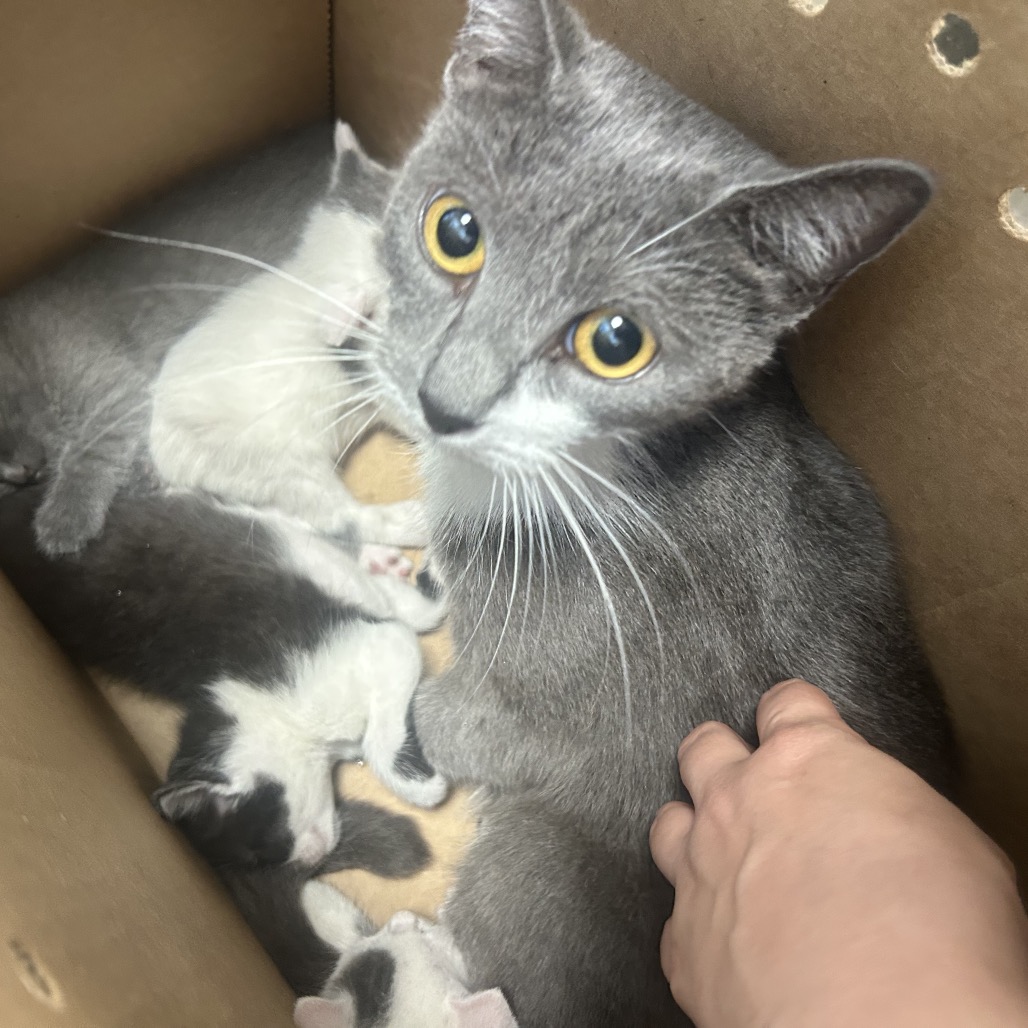 Shelter Stray Female Cat last seen , Animal Care & Control Team of Philly, 111 W Hunting Park Ave, Philadelphia, PA 19140, USA