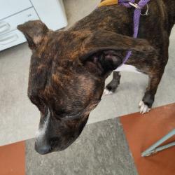 Shelter Stray Female Dog last seen , Animal Care & Control Team of Philly, 111 W Hunting Park Ave, Philadelphia, PA 19140, USA