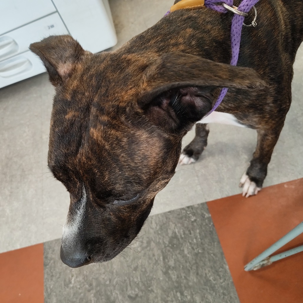 Shelter Stray Female Dog last seen , Animal Care & Control Team of Philly, 111 W Hunting Park Ave, Philadelphia, PA 19140, USA