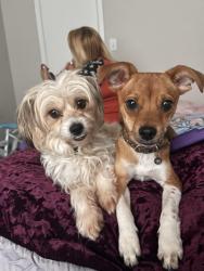 Lost Male Dog last seen Cullen blvd Dallas street, Houston, TX 77023