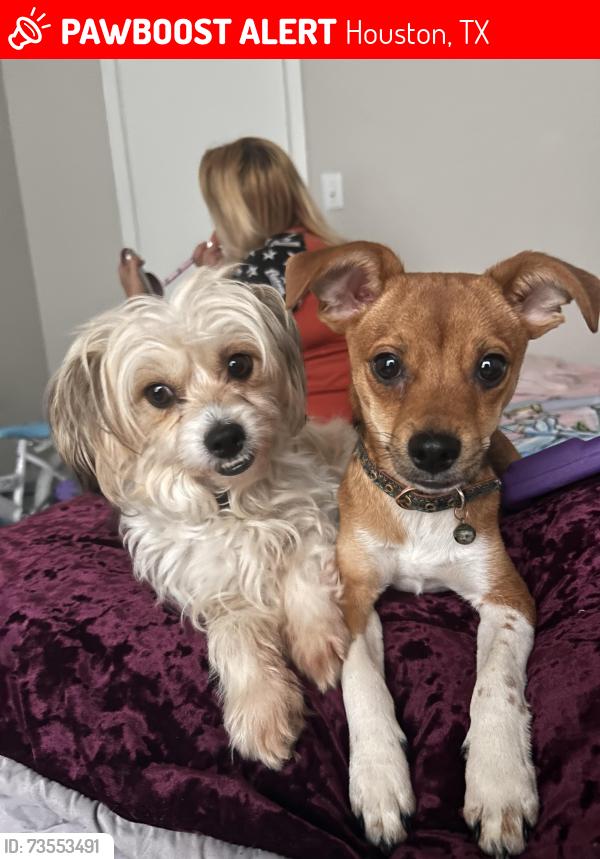 Lost Male Dog last seen Cullen blvd Dallas street, Houston, TX 77023