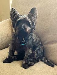 Lost Male Dog last seen Broad / Genesis, Mansfield, TX 76063