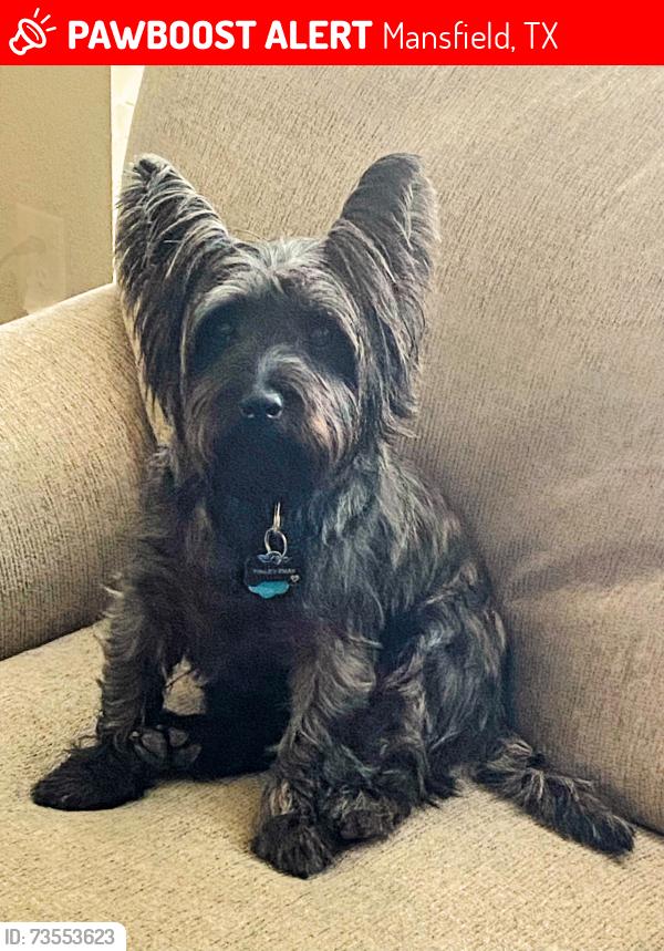 Lost Male Dog last seen Broad / Genesis, Mansfield, TX 76063