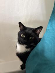 Lost Female Cat last seen Cranbrooke road, Cockeysville, MD 21030