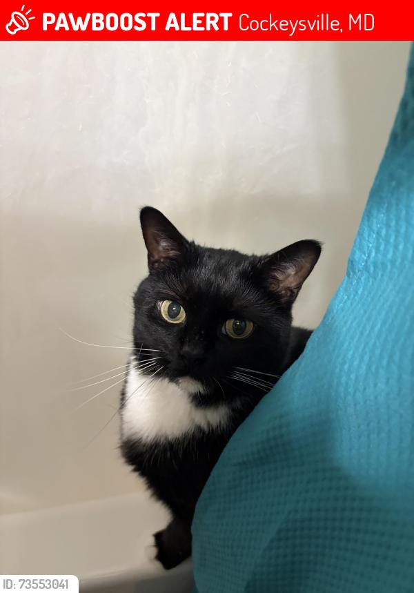 Lost Female Cat last seen Cranbrooke road, Cockeysville, MD 21030
