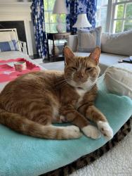 Lost Male Cat last seen Warson and Ladue Road, St. Louis, MO 63124