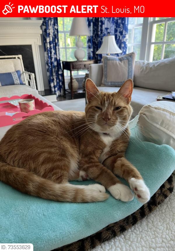 Lost Male Cat last seen Warson and Ladue Road, St. Louis, MO 63124
