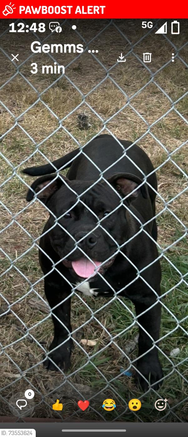 Lost Male Dog last seen noble ct north college, North College Hill, OH 45239