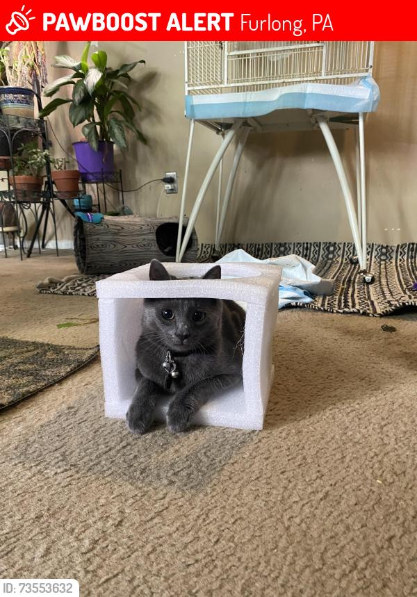 Lost Male Cat last seen Heritage center s and froelichs farm, Furlong, PA 18925
