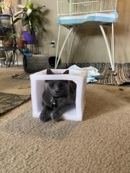 Lost Male Cat last seen Heritage center s and froelichs farm, Furlong, PA 18925