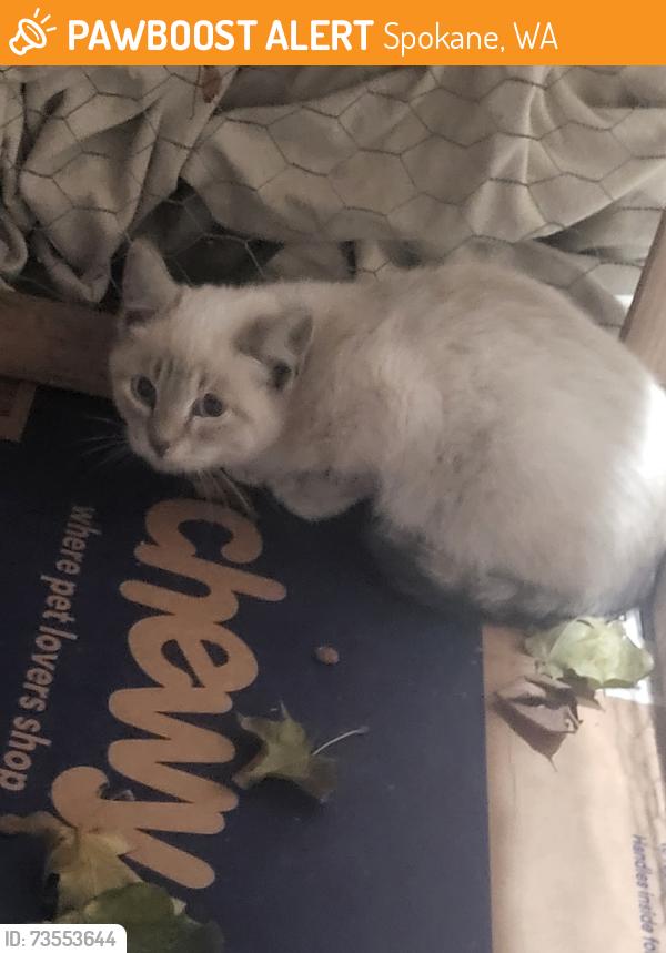 Found/Stray Male Cat last seen Havana, Spokane, WA 99207
