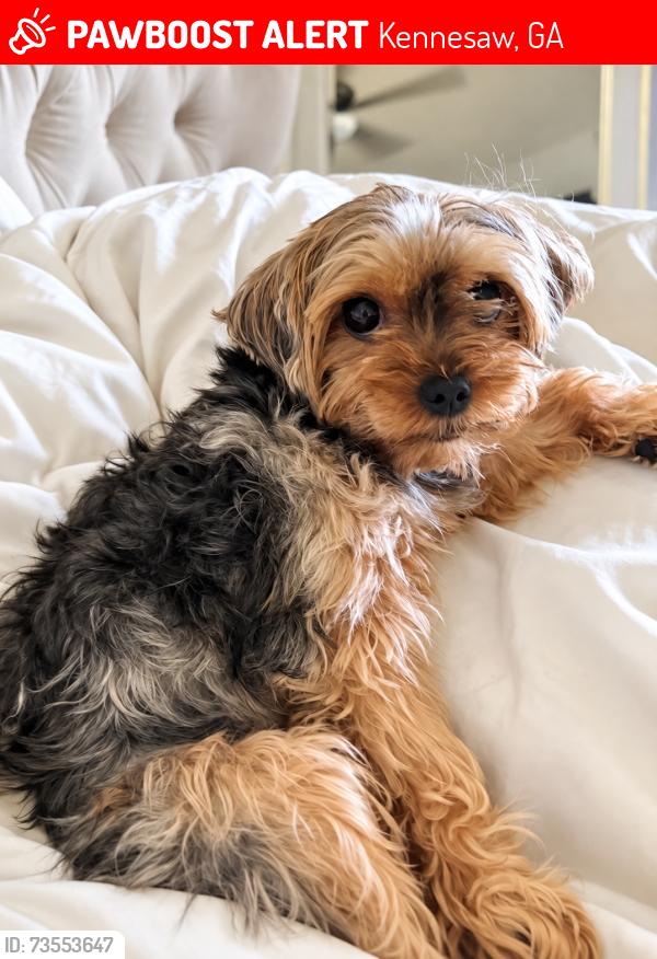 Lost Female Dog last seen Shiloh, Kennesaw, GA 30144