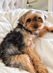 Lost Female Dog last seen Shiloh, Kennesaw, GA 30144