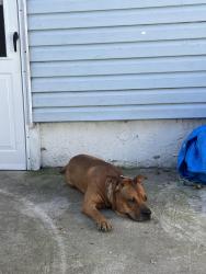 Reunited Male Dog last seen 170th street and 103rd avenue, Queens, NY 11433