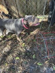 Reunited Female Dog last seen 58th Ave and 28th St. North, Lealman, FL 33714