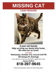 Lost Female Cat last seen Lizaso and overland, Boise, ID 83709