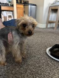 Found/Stray Female Dog last seen Summerwood apmts, Tyler, TX 75702