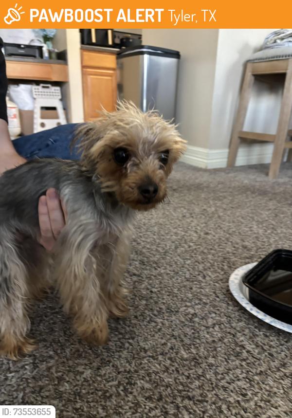 Found/Stray Female Dog last seen Summerwood apmts, Tyler, TX 75702