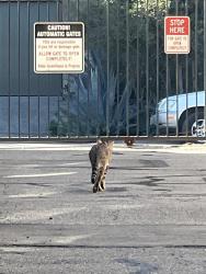 Found/Stray Unknown Cat last seen Arroyo and Monterey, South Pasadena, CA 91030