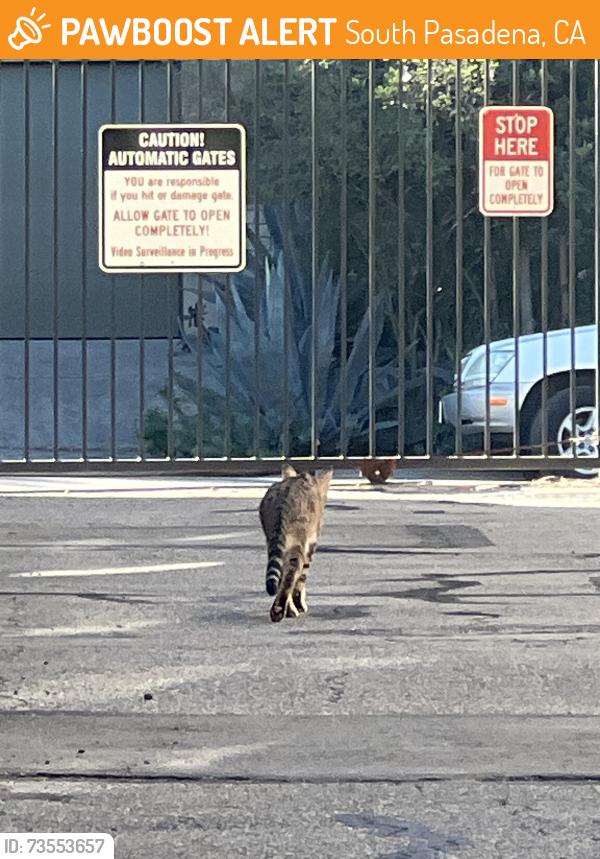 Found/Stray Unknown Cat last seen Arroyo and Monterey, South Pasadena, CA 91030