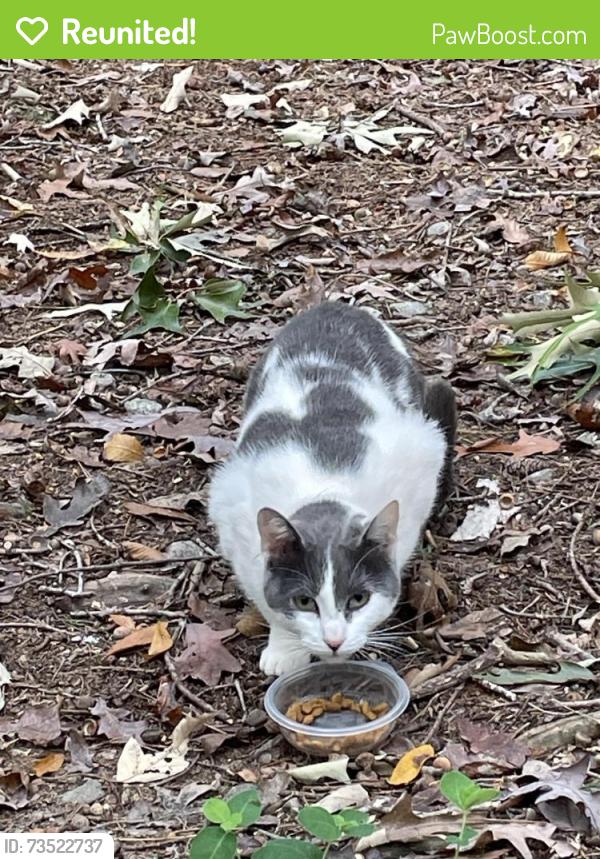 Reunited Female Cat last seen Gheen Road, Salisbury, NC 28147