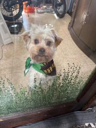 Lost Male Dog last seen Thornton pky and 96th place, Thornton, CO 80229