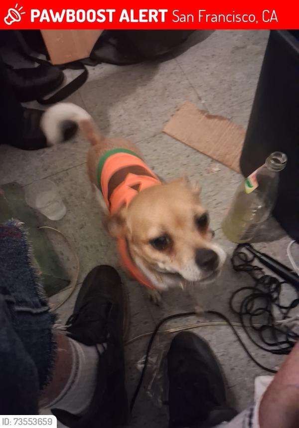 Lost Female Dog last seen The Rose Hotel,, San Francisco, CA 94103