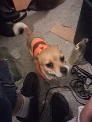 Lost Female Dog last seen The Rose Hotel,, San Francisco, CA 94103