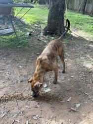 Found/Stray Female Dog last seen Wardville and jones, Cleburne, TX 76031