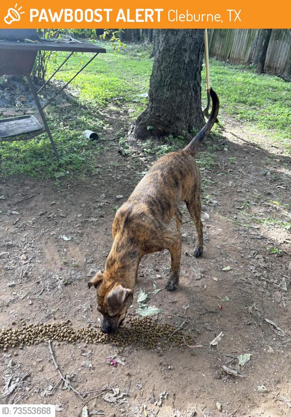 Found/Stray Female Dog last seen Wardville and jones, Cleburne, TX 76031