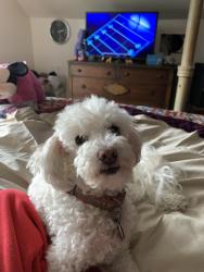 Reunited Female Dog last seen Country club and marine, Stockton, CA 95204