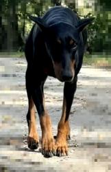 Found/Stray Female Dog last seen Godwin Elementary, Princeton, TX 75407