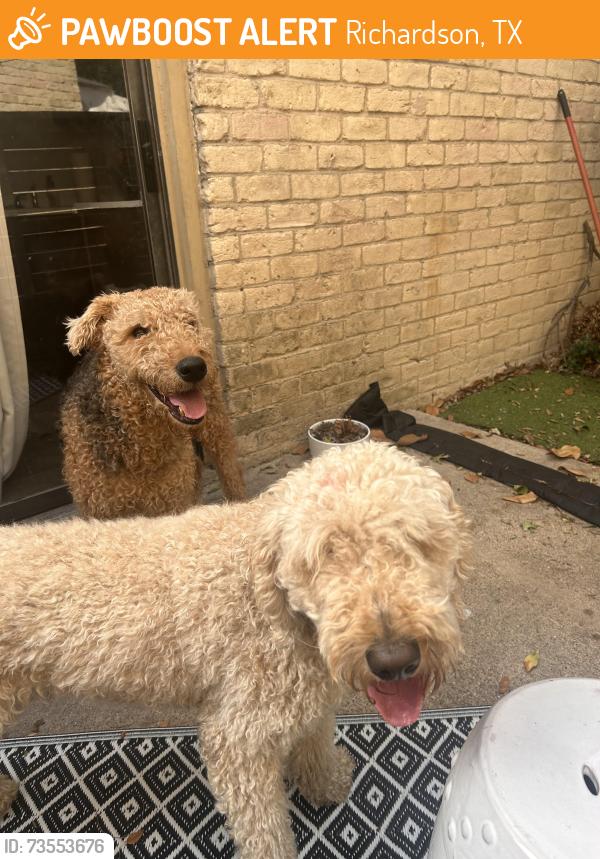 Found/Stray Male Dog last seen Spring Valley Rd & Weatherred Rd, Richardson, TX 75080